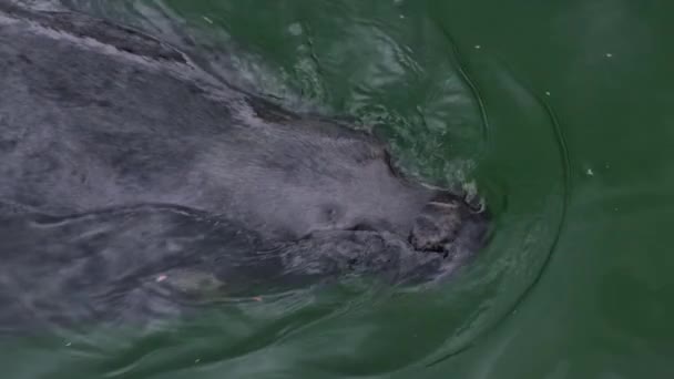 Earless Seal Animal Swimming Sea Close Seals Head Sea Dog — Stock Video