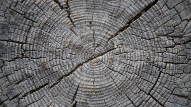 Ağaç gövdesinin kesiti