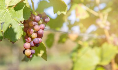 kırmızı üzümler güneş ışığı altında sarmaşıkta