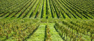 Üzüm tarlası güneş ışığı altında