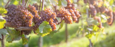 kırmızı üzümler güneş ışığı altında sarmaşıkta