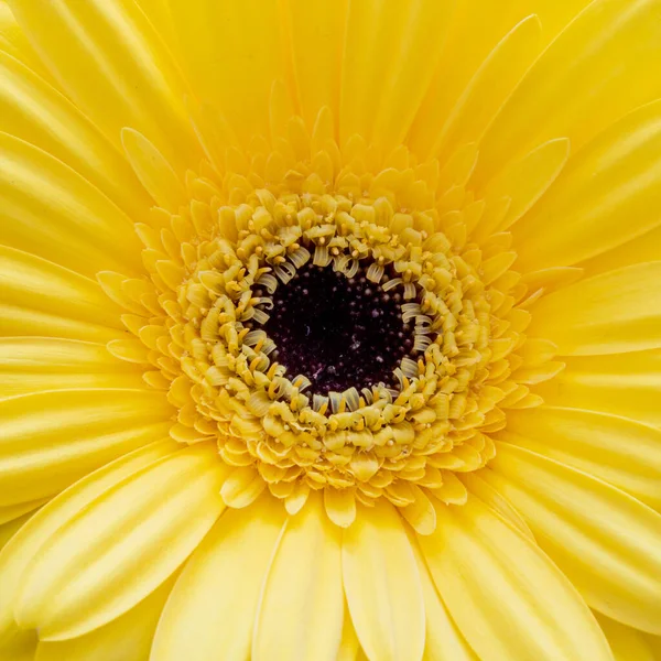 Крупный План Цветка Желтой Герберы — стоковое фото