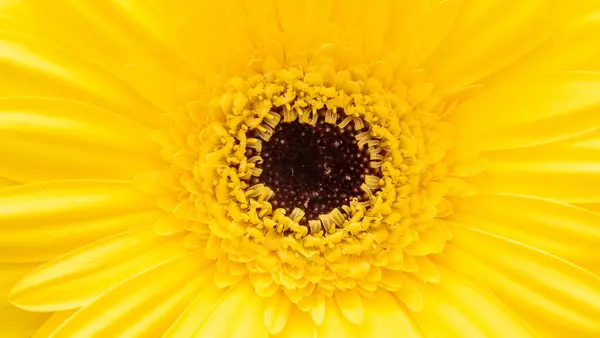 Zbliżenie Kwiatu Gerbery Żółtej — Zdjęcie stockowe