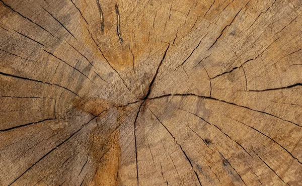 Поперечное Сечение Дерева Деревянный Фон — стоковое фото