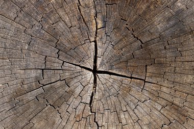 Ağaç gövdesinin çapraz kesimi - ahşap zemin