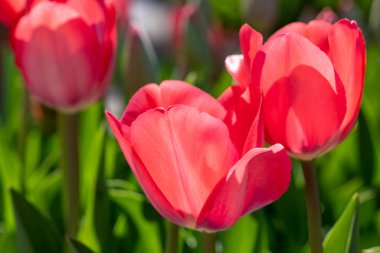 Bahçedeki güneş ışığı altında kırmızı lale çiçeklerinin yakın plan fotoğrafı.
