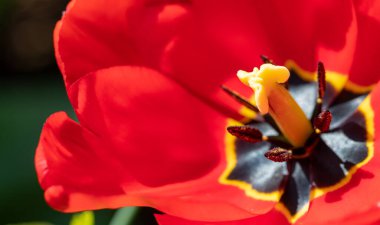 Bahçedeki güneş ışığı altında kırmızı lale çiçeklerinin yakın plan fotoğrafı.