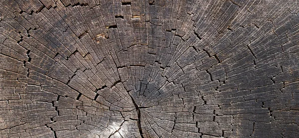 Cross Section Tree Wood Trunk Wooden Background — Stock fotografie