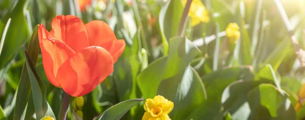 Zbliżenie Zdjęcie Czerwonych Kwiatów Tulipanów Pod Słońcem Ogrodzie — Zdjęcie stockowe