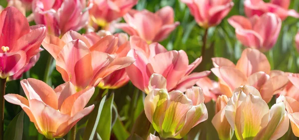 Zbliżenie Zdjęcie Różowych Tulipanów Kwiaty Pod Słońcem Ogrodzie — Zdjęcie stockowe
