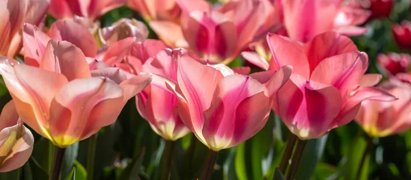 Zbliżenie Zdjęcie Różowych Tulipanów Kwiaty Pod Słońcem Ogrodzie — Zdjęcie stockowe