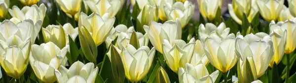 Zbliżenie Zdjęcie Żółtych Kwiatów Tulipanów Pod Słońcem Ogrodzie — Zdjęcie stockowe