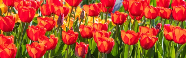 Foto Close Flores Tulipa Vermelha Sob Luz Sol Jardim — Fotografia de Stock