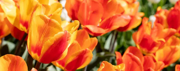 Zbliżenie Zdjęcie Pomarańczowych Tulipanów Kwiaty Pod Słońcem Ogrodzie — Zdjęcie stockowe