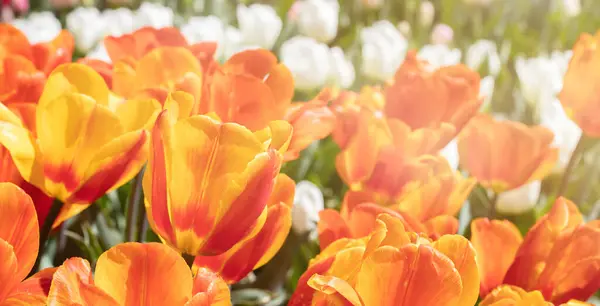 Zbliżenie Zdjęcie Pomarańczowych Tulipanów Kwiaty Pod Słońcem Ogrodzie — Zdjęcie stockowe