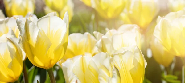 Zbliżenie Zdjęcie Żółtych Kwiatów Tulipanów Pod Słońcem Ogrodzie — Zdjęcie stockowe