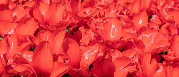 Close Photo Red Tulip Flowers Sun Light Garden — стоковое фото