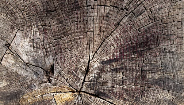 Cross Section Tree Wood Trunk Wooden Background — Stock fotografie