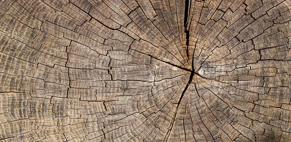 木树干横截面 木制背景 — 图库照片