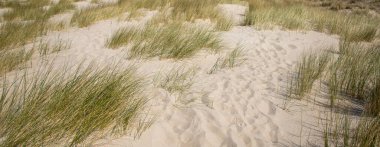 Hollanda 'da Nord Denizi kıyısındaki kum tepeleri