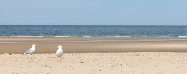 Dunas Areia Costa Mar Norte Nos Países Baixos — Fotografia de Stock