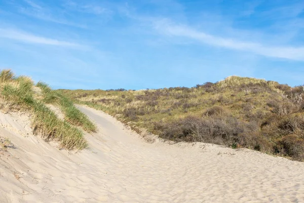 sand dunes in the coast of Nord Sea in Netherlands