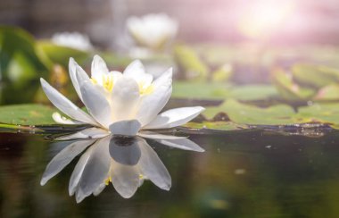 Gölde güneş ışığı altında beyaz su zambağı. Nilüfer çiçeğinin çiçek zamanı