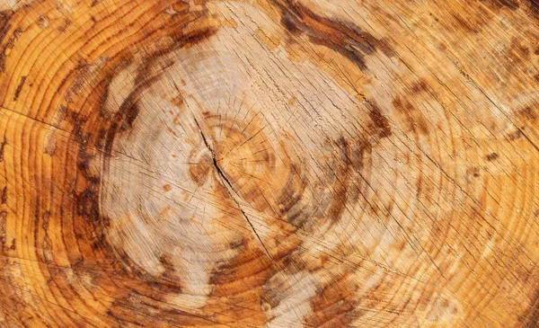 Cross Section Tree Wood Trunk Wooden Background — Stock fotografie