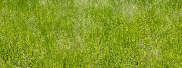 Fundo Campo Grama Verde — Fotografia de Stock