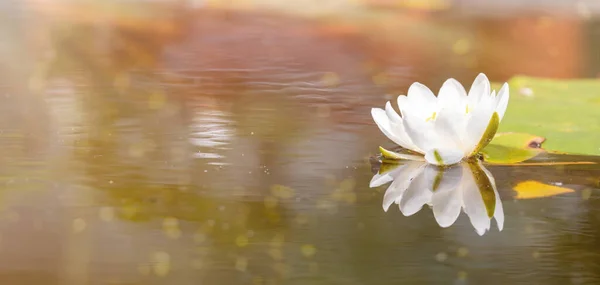 Gölde Güneş Işığı Altında Beyaz Zambağı Nilüfer Çiçeğinin Çiçek Zamanı — Stok fotoğraf