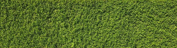 Texture Green Plant Wall — Fotografia de Stock