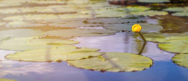 Sarı nilüferler güneş ışığı altında gölette. Nilüfer çiçeğinin çiçek zamanı