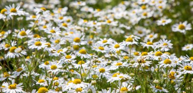 Yazlık çiçeklerin manzarası