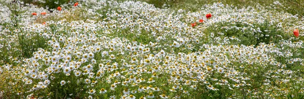 Landschaft Des Feldes Der Sommerblumen — Stockfoto