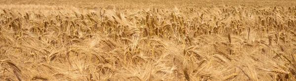 Golden Wheat Field Harvest Time — Stock Photo, Image