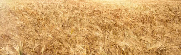 Goldenes Weizenfeld Erntezeit — Stockfoto