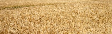 Altın buğday tarlası - hasat zamanı