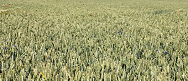 Ландшафт Пшеничного Поля Час Збору Врожаю — стокове фото