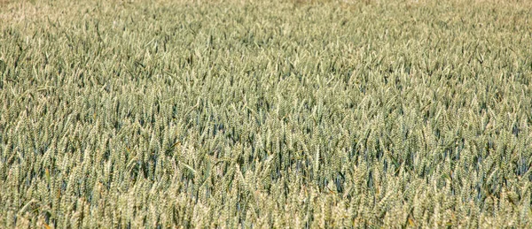 Landscape Wheat Field Harvest Time — 스톡 사진
