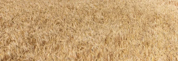 Goldenes Weizenfeld Erntezeit — Stockfoto