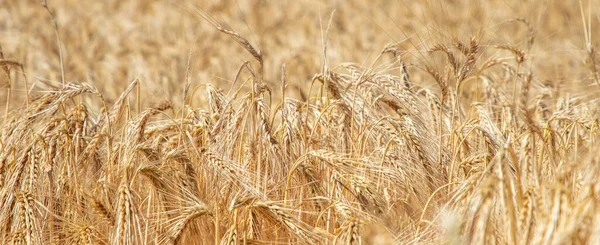Золоте Пшеничне Поле Час Збору Врожаю — стокове фото