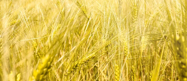 Золоте Пшеничне Поле Час Збору Врожаю — стокове фото