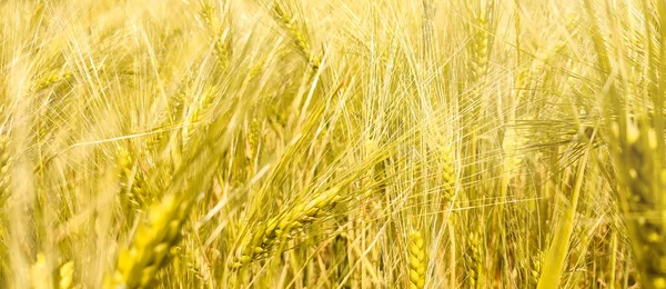 Campo Grano Dorato Tempo Raccolta — Foto Stock