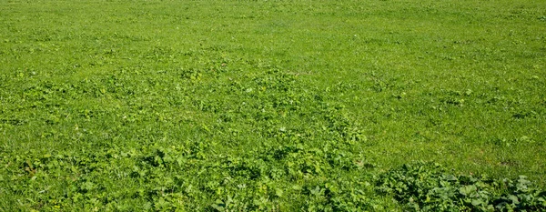 Achtergrond Van Groen Gras Veld — Stockfoto