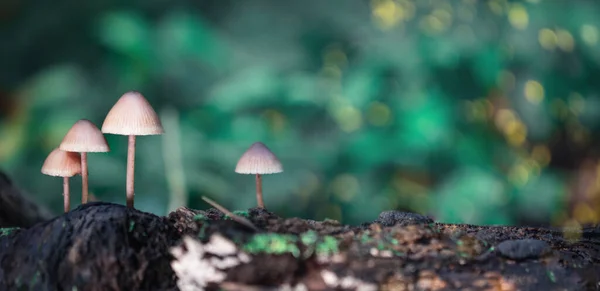 Lähikuva Sienestä Syksyllä Metsässä — kuvapankkivalokuva