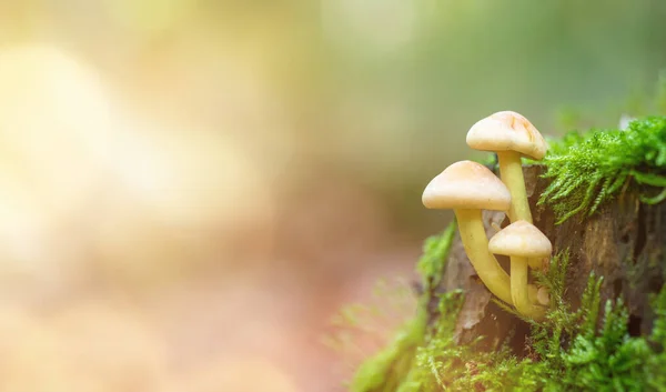 Close Mushroom Sunlight Autumn Forest — Stock Photo, Image