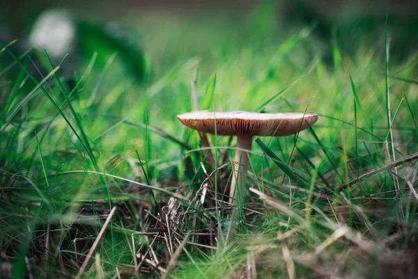 Nahaufnahme Von Pilzen Grünen Gras — Stockfoto