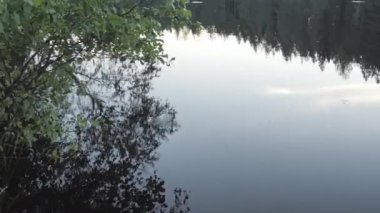 Espoo Finlandiya 'da doğa koruma alanındaki ağaçlar ve bitkiler