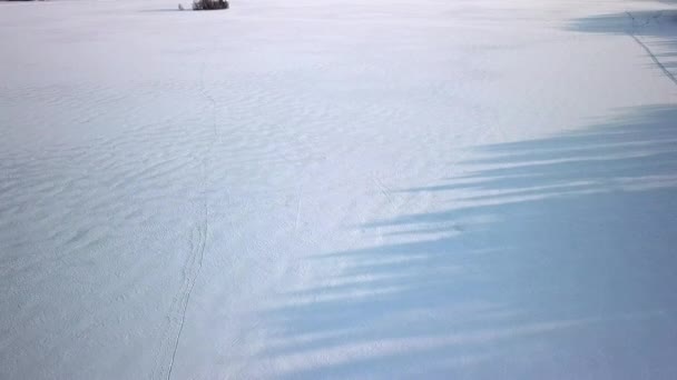 De schaduw van de hoge bomen op de witte sneeuw op de grond in Finland — Stockvideo