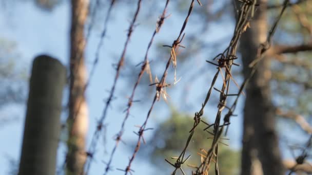 La alta cerca alta en alambres de púas en el bosque en Finlandia — Vídeo de stock